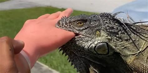 How painful is an iguana bite?