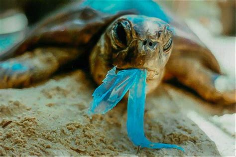 How plastic is harmful to human and animal life?