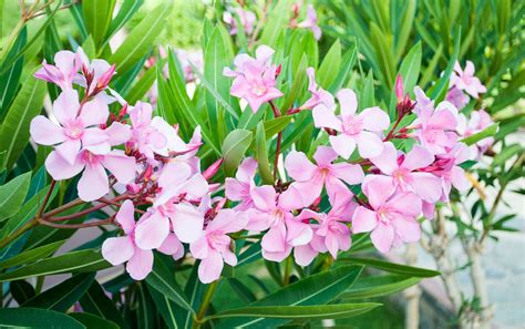 How poisonous are oleanders to humans?