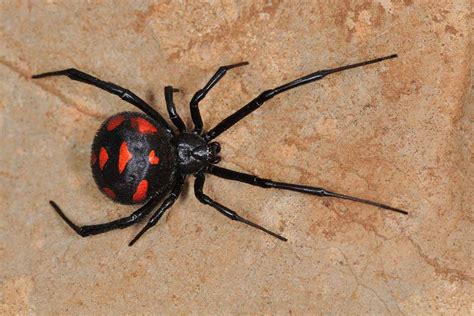 How poisonous is a black widow?