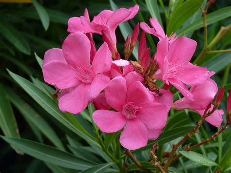 How poisonous is oleander?