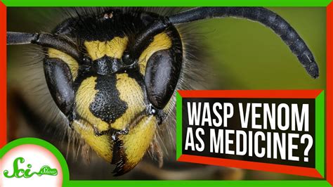 How poisonous is wasp venom?