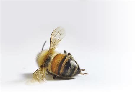 How quickly are bees disappearing?