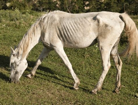 How quickly can a horse starve?