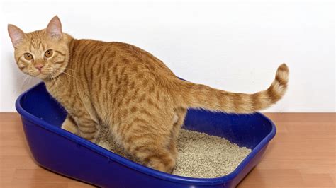 How quickly do cats learn to use litter box?