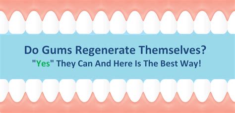 How quickly do gums regenerate?