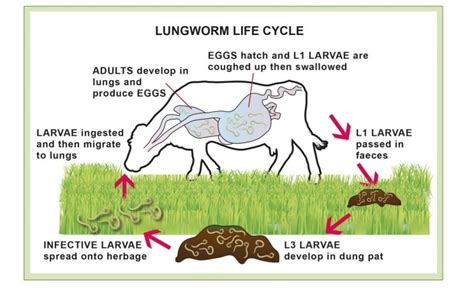 How quickly do lungworm symptoms appear?