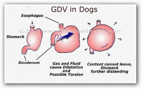 How quickly does GDV happen in dogs?