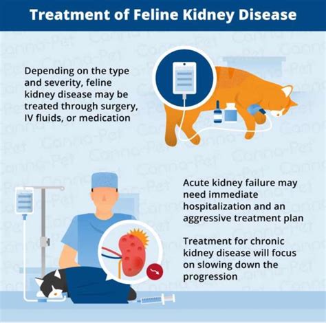 How quickly does kidney failure progress in cats?