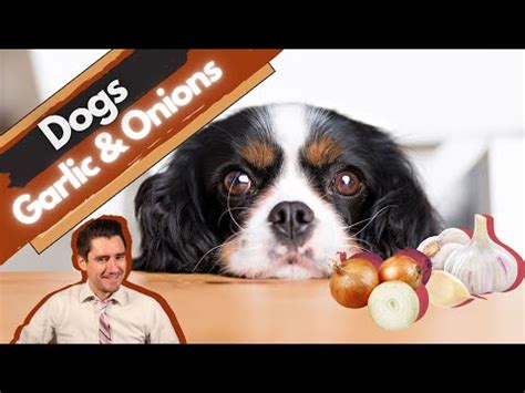 How quickly does onion affect dogs?