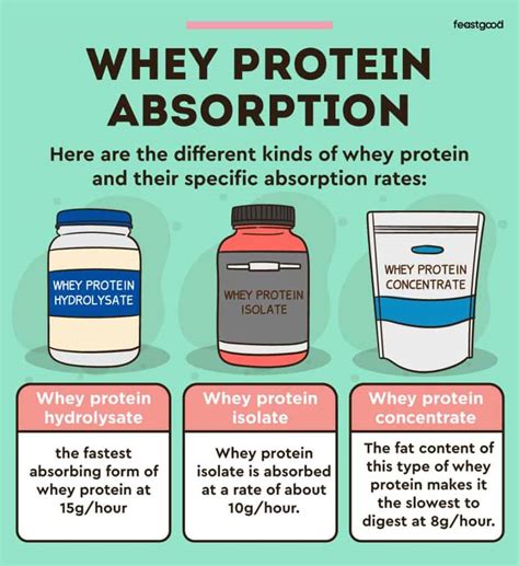 How quickly is protein absorbed?