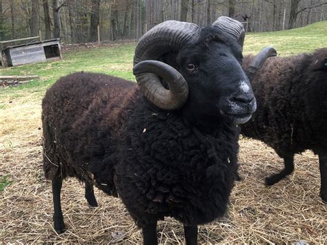 How rare are black sheep?