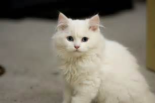 How rare are fluffy white cats?