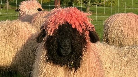 How rare are pink sheep?