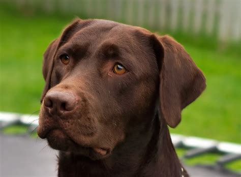 How rare is a chocolate Labrador?
