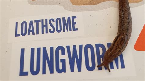 How rare is a lungworm?