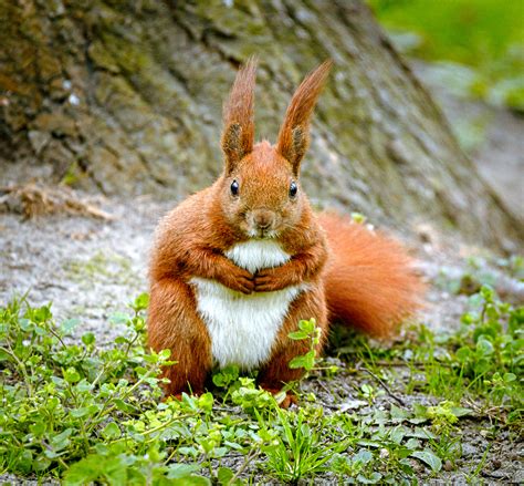 How rare is a red squirrel?