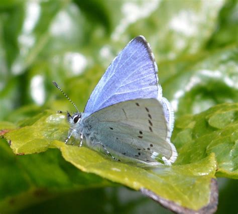 How rare is a silver butterfly?