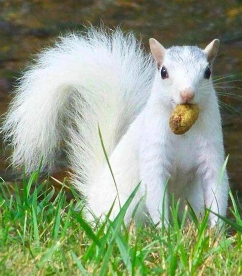 How rare is a white squirrel?