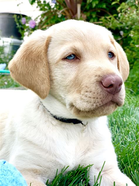 How rare is a yellow lab with blue eyes?