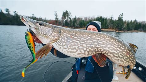 How rare is it to catch a Pike?