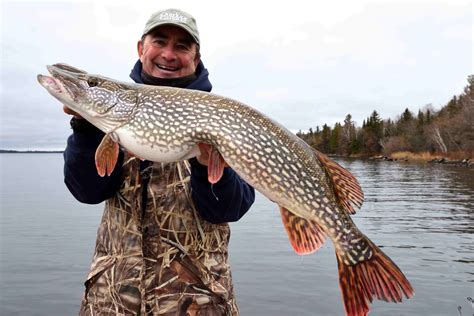 How rare is it to catch a pike?