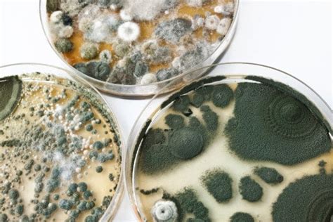 How rare is it to die from mold?