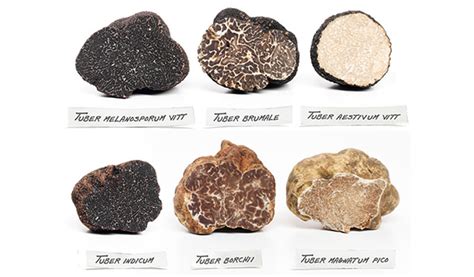 How rare is it to find a Truffle?
