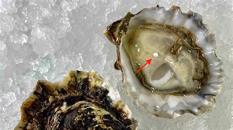 How rare is it to find a pearl in an oyster?