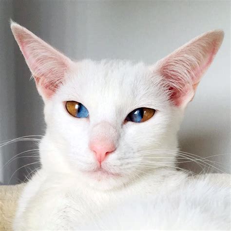 How rare is it to have a white cat?