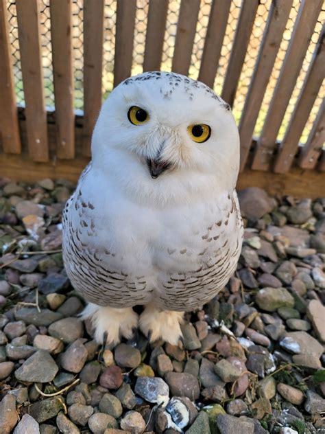 How rare is it to see a white owl?