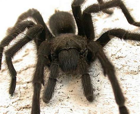 How scary is a tarantula?
