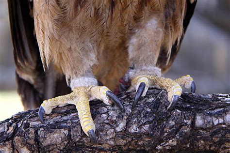 How sharp are raptors claws?