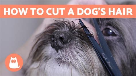 How short can I cut my dogs hair?