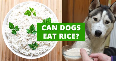 How should I cook rice for my dog?