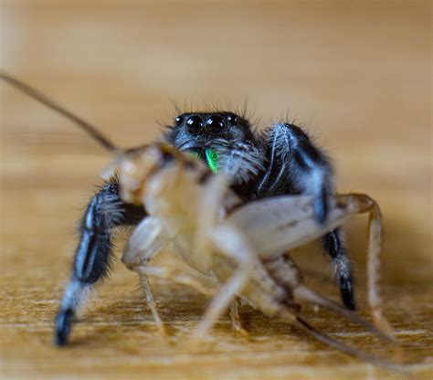 How should I feed my jumping spider?