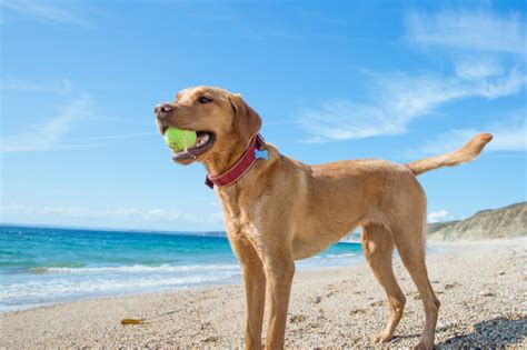 How should a healthy Labrador look?