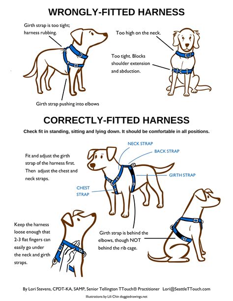 How should an H harness fit a dog?