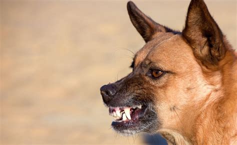 How should you react to an aggressive dog?