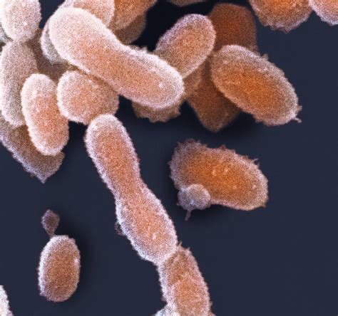 How small is bacteria?