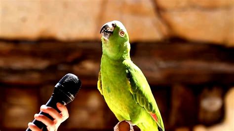How smart are Amazon parrots?