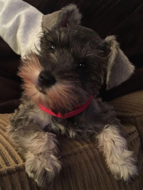 How smart are Miniature Schnauzer?