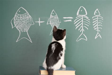 How smart are cats?