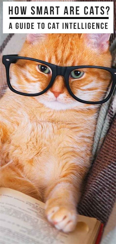 How smart are cats in IQ?