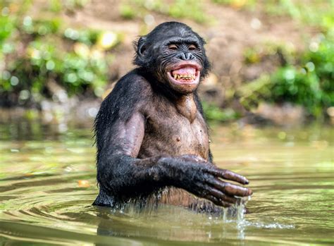 How smart are monkeys?