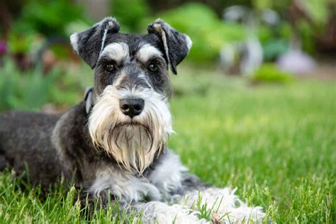 How smart are schnauzer dogs?