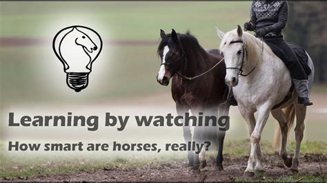 How smart is a horse?