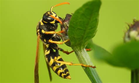 How smart is the wasp?