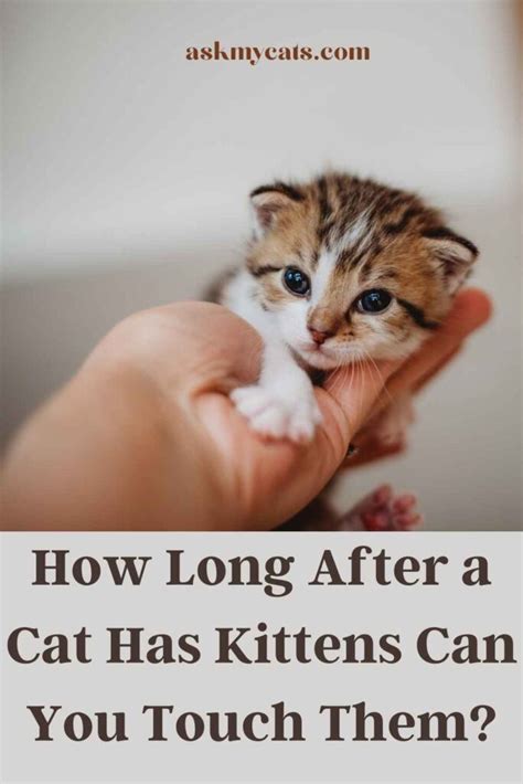 How soon after a cat has kittens can you touch them?