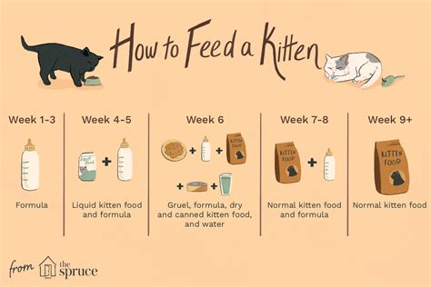 How soon can kittens eat soft food?